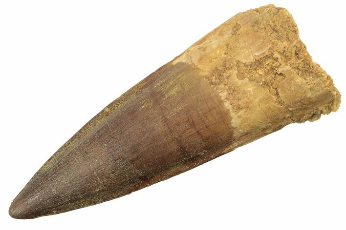 Fossil Spinosaurus Tooth - Excellent Preservation #218428
